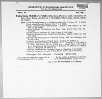 Tuburcinia hellebori-viridis image